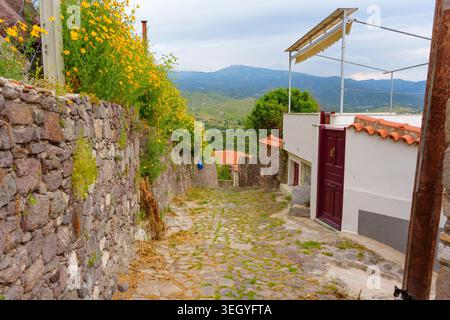 Enge Kopfsteinpflasterallee im historischen Dorf Molyvos, Lesbos, Griechenland, mit traditionellen Steinmauern mit lebhaften gelben Wildblumen und Stockfoto