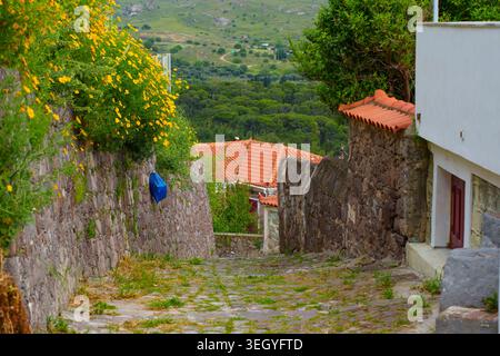 Enge Kopfsteinpflasterstraße im traditionellen Dorf Molyvos, Griechenland, gesäumt von Steinmauern, blühenden gelben Blumen, die sich zu einem üppigen gre öffnen Stockfoto