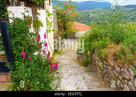 Malerischer Kopfsteinpflasterpfad schlängelt sich durch ein traditionelles griechisches Dorf in Molyvos, Lesbos Insel, dekoriert mit leuchtenden rosa Blumen und üppig Stockfoto