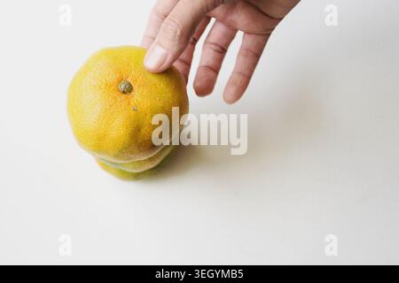 Frische Mandarinen in der Hand, symbolisieren gesunde Ernährung, Frische von Zitrusfrüchten, natürliche Ernährung und lebendigen Bio-Lebensstil. Leuchtendes Orange Co Stockfoto