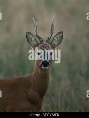 Ein männlicher Reh (Capreolus capreolus) mit Geweih, der direkt in die Kamera starrt. Gras im Hintergrund. Stockfoto