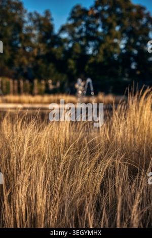 Selektiver Fokus auf trockenes goldenes Ziergras in einem Park mit einem unscharfen Brunnen und Bäumen im Hintergrund während der goldenen Stunde Stockfoto
