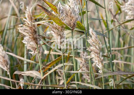 Goldenes Schilfgras und flauschige Samenköpfe bewegen sich zwischen hohen Feuchtstämmen und zeigen Herbsttöne und Texturen in einem sumpfigen Lebensraum. Ruhige, natürliche Szene Empha Stockfoto