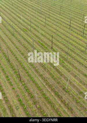 Luftaufnahme von Reihen junger Hopfenpflanzen, die auf einem Feld mit hohen Holzpfählen und Drahtspelzen wachsen Aiglsbach, Bayern, Deutschland. Stockfoto