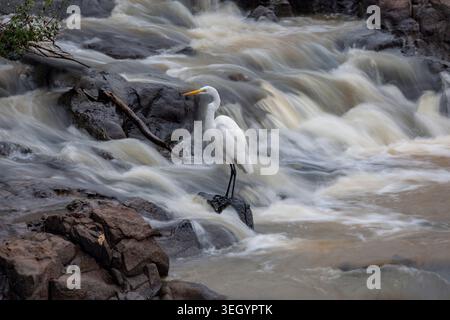 Weißer Reiher wartet auf Fische an einem Wasserfall in den Iguazú-Fällen, Argentinien Stockfoto