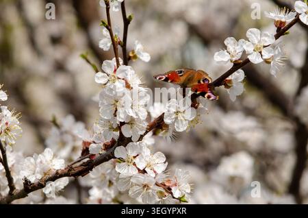 Pfauenfalter auf blühendem Kirschzweig mit weißen Blüten Stockfoto