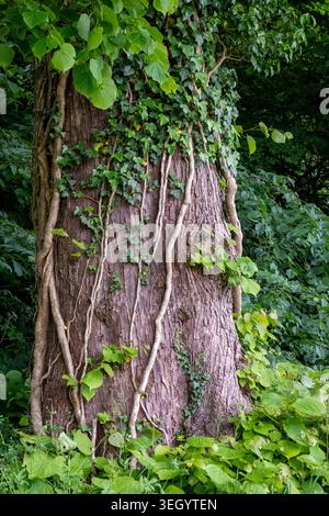 Nahaufnahme eines großen Baumstamms, der mit Kletterweben und Efeu bedeckt ist, in einer üppigen grünen Waldlandschaft Stockfoto