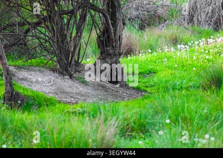 Ein knorriger Baum mit hohler Basis steht auf einem Erdhügel, umgeben von lebendigem grünem Gras und weißen Löwenzahn in einer ruhigen, bewaldeten Landschaft. Stockfoto