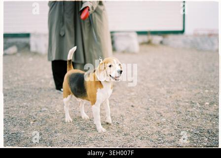 Beagle Dog an der Leine in Toronto Outdoor-Umgebung Stockfoto