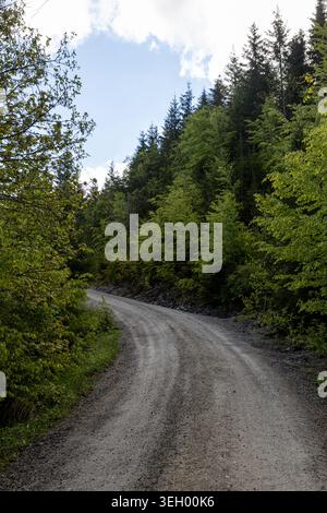 Vertikaler Blick auf eine gewundene Schotterstraße, umgeben von frischem Grün und hohen Nadelbäumen in einem Wald in Bayern. Stockfoto