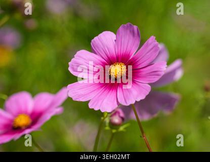 Eine rosafarbene Cosmos-Blume mit einem Crimson-Zentrum namens Cosmos bipinnatus, einer beliebten, pflegeleichten Jahrespflanze, die Bienen- und Schmetterlingsbestäuber anzieht. Stockfoto