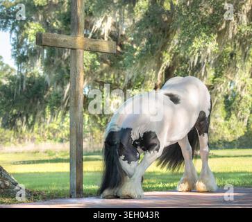 Männlicher Gypsy Vanner Horse Hengst, der sich vor dem christlichen Kreuz verbeugt Stockfoto