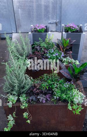 Pflanzgefäße stehen auf einem städtischen Markt, gefüllt mit grünen Pflanzen und bunten Blumen. Verschiedene Arten von Pflanzen wachsen zusammen in organisierten Räumen und Krea Stockfoto