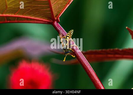 Nahaufnahme einer European Paper Wasp mit orangefarbenen Antennen, die auf den Stamm einer Castor-Bohnen-Pflanze klettern. Stockfoto