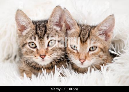 Zwei niedliche Tabby-Kätzchen kuscheln sich auf einer weißen Decke zusammen. Stockfoto