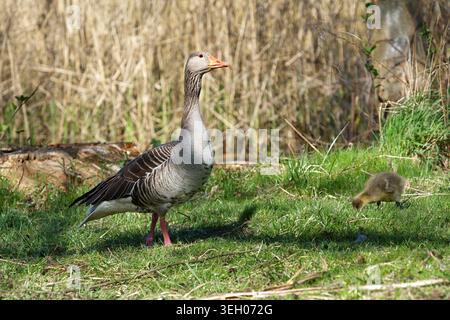 Eine Graugans und eine kleine Gänse grasen auf einer Wiese in der Nähe eines Teichs. Horizontales Foto Stockfoto