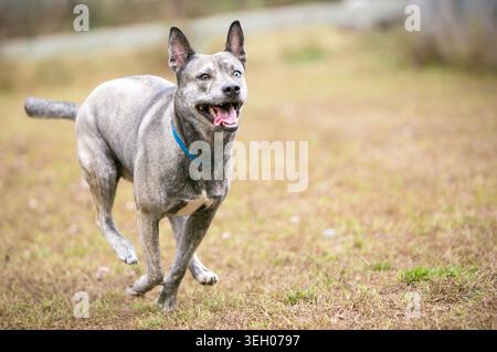 Ein Terrier x Australian Cattle Dog Mischlingshund, der im Freien läuft Stockfoto
