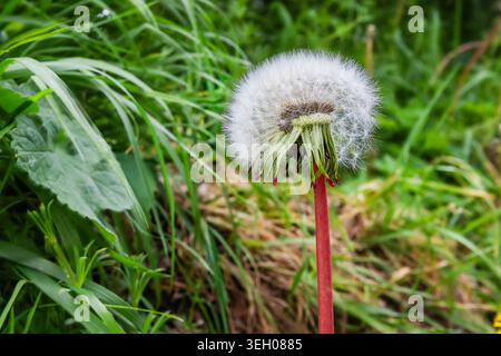 Nahaufnahme eines Löwenzahn-Samenkopfes, der zwischen Gras und wilder Vegetation wächst und die natürliche Samenausbreitung, das saisonale Wachstum und den Wiesenlif zeigt Stockfoto