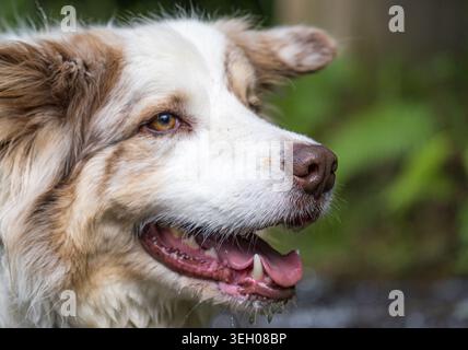 Hund hecht und tropft Wasser, nachdem er draußen gespielt hat Stockfoto