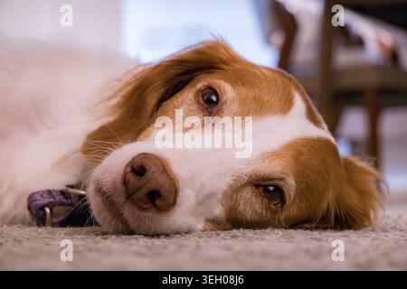 Der Hund liegt auf dem Teppich und blickt in die Kamera Stockfoto