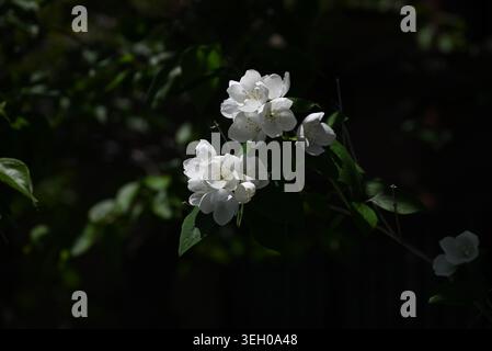 Mock Orange (Philadelphus coronarius) Blüten. Hydrangeaceae Laubstrauch. Im Frühsommer produziert sie zarte weiße Blüten mit einem Orangenduft Stockfoto