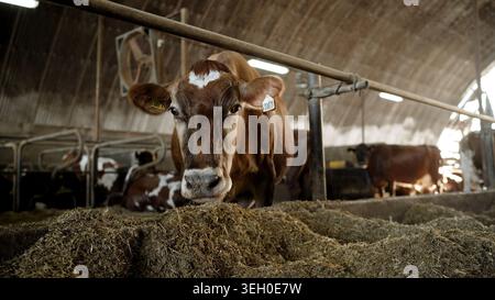 Das Video zeigt eine Herde brauner Milchkühe mit Ohrmarken, die in einer großen, modernen Scheune stehen. Der Schuss zieht sich aus der Nahaufnahme einer Kuh zurück, um eine größere Ansicht von zu sehen Stockfoto