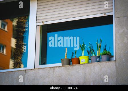 Interessante Pflanzen vor dem Fenster in Barcelona. Stockfoto