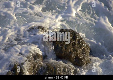 Ein Hochwinkelschuss, der eine kleine rote Steinkrabbe einfängt, die teilweise unter Wasser ist und mit aufgewühltem weißem Meeresschaum bedeckt ist. Stockfoto