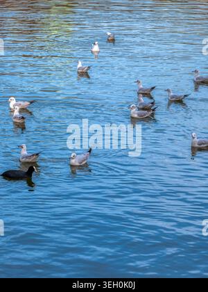 Möwenherde und ein eurasischer Huhn, der auf blauem Wasser schwimmt Stockfoto