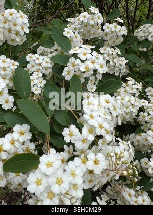 Weiße Büschel kleiner Blüten am Strauch. Stockfoto
