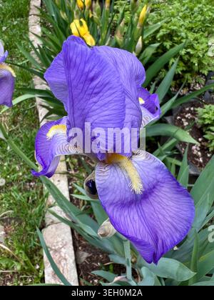 Die lebendigen lila Blüten der Frühlingsiris. Stockfoto