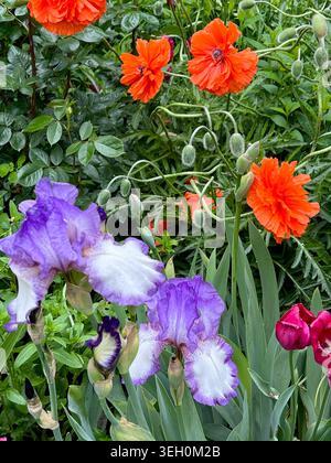 Die hellen lila Blüten der Frühlings-Irissen und roten Mohnblumen. Stockfoto