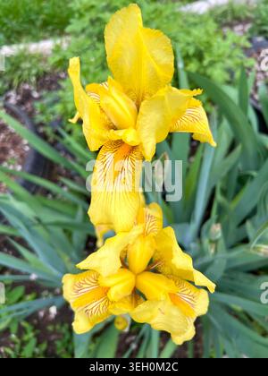 Die leuchtend gelben Blüten der Frühlingsiris. Stockfoto