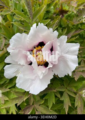 Schöne weiße Pfingstrosenblüten. Stockfoto