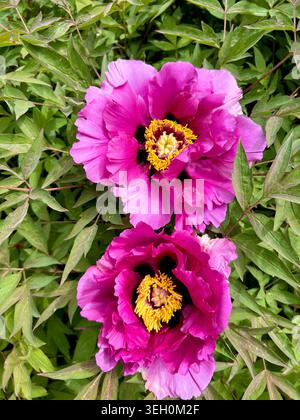 Die leuchtend rosa Blüten der Baumpeonie. Stockfoto