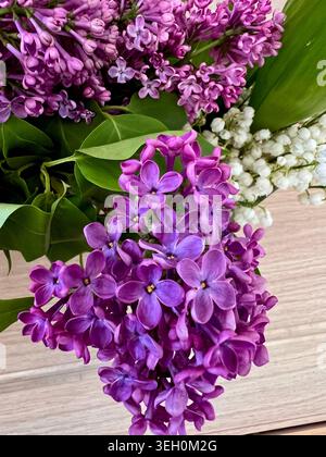 Die duftenden Blüten der Frühlingsflieder. Stockfoto