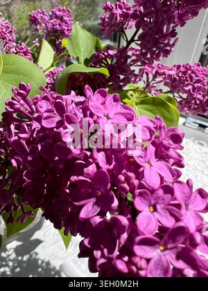 Die duftenden Blüten der Frühlingsflieder. Stockfoto