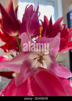 Ein dekorativer Strauß aus rosa Tulpen. Stockfoto