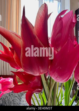Ein dekorativer Strauß aus rosa Tulpen. Stockfoto