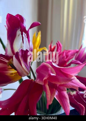 Ein dekorativer Strauß aus rosa Tulpen. Stockfoto
