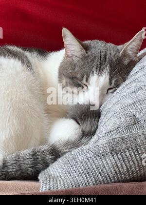 Ein süßes, verschlafenes weiß-graues Kätzchen schläft auf dem Bett. Stockfoto