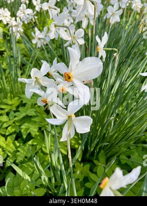 Duftende Narzissen im frühen Frühling. Stockfoto