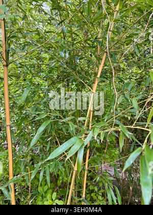 Grüne junge Bambussprossen. Stockfoto
