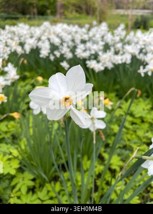 Duftende Narzissen im frühen Frühling. Stockfoto