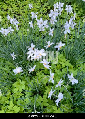 Duftende Narzissen im frühen Frühling. Stockfoto