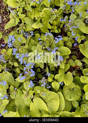 Kleine blaue Blüten im frühen Frühling. Stockfoto