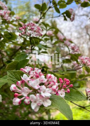 Exotische Flieder im frühen Frühling. Stockfoto