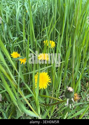 Gelber Dandelion im grünen Gras. Stockfoto