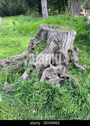 Ein Stumpf und die Wurzel eines gefällten, toten Baumes im grünen Gras. Stockfoto