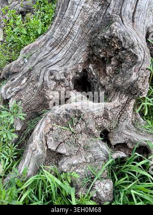 Ein Stumpf und die Wurzel eines gefällten, toten Baumes im grünen Gras. Stockfoto
